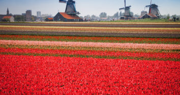 EASY BIKE AND BARGE IRIS Tour Tulips in Holland