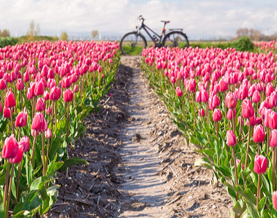 Guided Cycle Holiday tulips